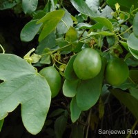 Passiflora subpeltata Ortega